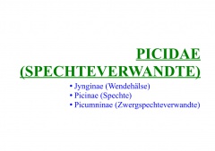 Picidae (Spechteverwandte)